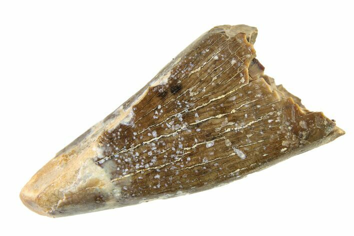 Fossil Tyrannosaur (Nanotyrannus) Premax Tooth - Montana #338710